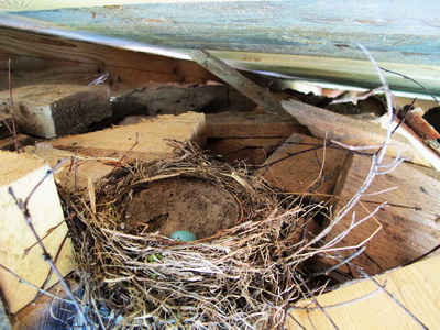 В дровах гнездо с голубыми яйцами